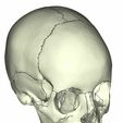 10.jpg cranial with sutures
