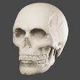 0100.png Human Skull 3D Model