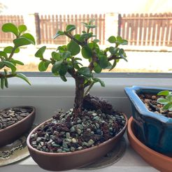 BONSAI-BAUMSCHALE