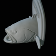 White-grouper-head-trophy-41.png fish head trophy white grouper / Epinephelus aeneus open mouth statue detailed texture for 3d printing