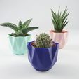 3 pots cactus QB Maker.jpg Low poly pot / Plant cactus