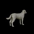 19.jpg Labrador Retriever model 3D print model