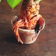 7.jpg Mandrake Plant - Harry Potter