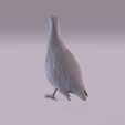 Partridge_0006.jpg Perdiz
