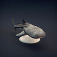 Whale_shark_3.jpg 3D-Datei Walhai・Design zum Herunterladen und 3D-Drucken, AnimalDenMiniatures