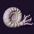 04.jpg nautilus snail