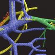 PSfinal0017.jpg Human venous system schematic 3D