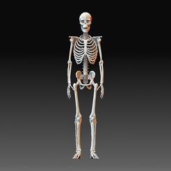 Skeleton.jpg Human skeleton