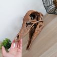 IMG_20210418_110824.jpg Dinosaur skull -  Struthiomimus altus