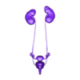OBJ.obj 3D Model of Female Reproductive and Urinary System