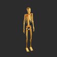01.jpg Skeleton 3D Model