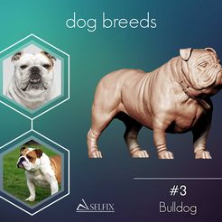 01.jpg DXF-Datei Bulldogge Modell 3D-Druck Modell herunterladen • Objekt zum 3D-Drucken, selfix