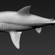 05.jpg Great white shark