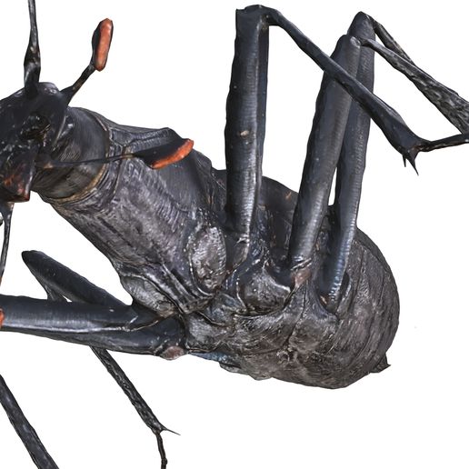 🪲 BEETLE Blaps Ground Beetle Blaptoides BEETLE INSECT BUG ANT ANIMAL ...