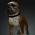 35016.jpg DOWNLOAD BULLDOG 3d model - animated for - MAYA - BLENDER 3 - 3DS MAX - UNITY - UNREAL - CINEMA 4D - 3D printing  DINOSAUR CANINR LABRADOR RAPTOR PREDATOR PE HUNTER PLUSH PET HOUSE HOME GARDEN PROTECTOR PET MAN BOY CHILDREN RAPTOR