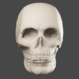 0198.png Human Skull 3D Model