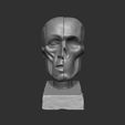 01.jpg Anatomical Reference - Ecorché Head/Skull