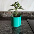 IMG_20210215_150326.jpg The most basic IKEA mini cactus pot