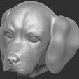 20.jpg Puppy of Beagle dog head for 3D printing