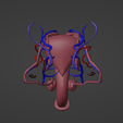 5.png 3D Model of Male Reproductive System and Veins