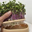 IMG_9068.jpg Long Microgreens Growing Kit – Custom Name Ready | No Supports Needed