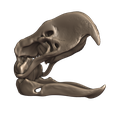 14.png Terror bird- birds terror skull in 3D