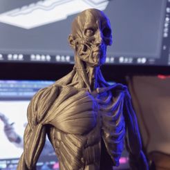 Ecorche2.jpg Fichier OBJ gratuit Ecorche - Anatomía Masculina・Design pour imprimante 3D à télécharger, taiced3d