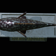 Dusky-grouper-23.png fish dusky grouper / Epinephelus marginatus statue detailed texture for 3d printing