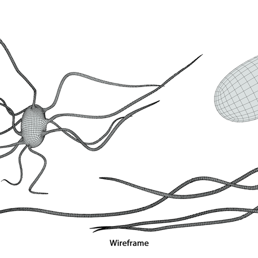 Typhoid_Wireframe_2.png Fièvre typhoïde Maladie bactérienne