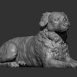 australian-shepherd10.jpg Australian shepherd 3D print model
