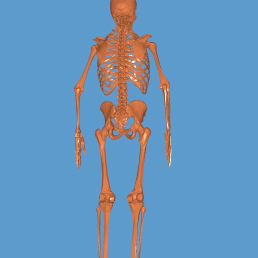 20220406_121319.jpg ESQUELETO 3D