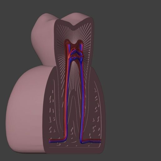 🦷 3D Dental Model of Teeth・ STL File for 3D printing・Cults