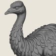 Emu-Bird-02.jpg エミュー・バード