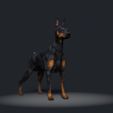 Doberman-Pinscher01.jpg Doberman Pinscher - DOG BREED - Canine -3D PRINT MODEL
