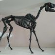 WhatsApp-Image-2021-03-01-at-13.25.12.jpeg Horse skeleton