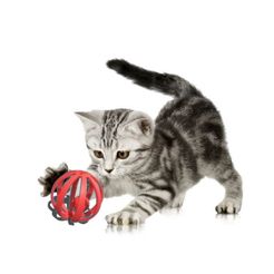 f6a522c5-ef4c-4a9e-a3ea-616596d8ed33.jpeg Double ball cat toys