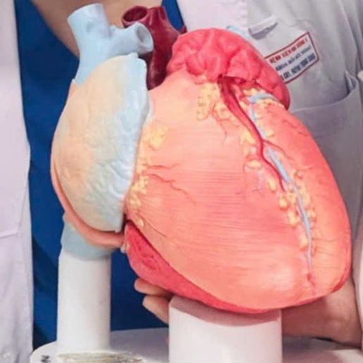 heart,-cardiac,-left,-right,-atrium,-ventricle,-coronary,-artery,-vein,-vena-cava,-aorta,-pulmonary,.jpg Ultra Realistic High-Resolution 3D Normal Heart Model with Aorta, Pulmonary Artery & Vein, Coronary Artery & Vein, Pulmonary & Aortic Valves, Mitral Valve, and Tricuspid Valve
