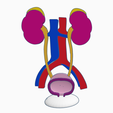 urinary-system3.png Urinary System