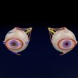 sig.jpg Eye anatomy cut open detail labelled 3D