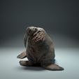 walrus.jpg Mors