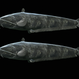 Catfish-Europe-24.png FISH WELS CATFISH / SILURUS GLANIS solo model detailed texture for 3d printing