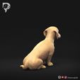 Dachshund-Smooth-Haired-Pose-04-Dog-3D-Print-4s.jpeg Teckel à poil lisse Pose 04