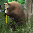 0_00024.png Bear DOWNLOAD Bear 3d model - animated for blender-fbx-unity-maya-unreal-c4d-3ds max - 3D printing Bear Bear
