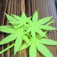 9714D780-B16F-4A32-9692-B6A89A044D49.jpeg 杂草藤蔓、植物和装饰品