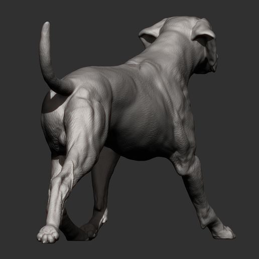 rhodesian-ridgeback-running13.jpg rhodesian ridgeback running 3D printed model