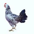 tr.jpg CHICKEN CHICKEN - DOWNLOAD CHICKEN 3d Model - animated for Blender-Fbx-Unity-Maya-Unreal-C4d-3ds Max - 3D Printing HEN hen, chicken, fowl, coward, sissy, funk- BIRD - POKÉMON - GARDEN