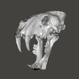 homotherium111.jpg Fichier STL Crâne de chat à dents de sabre Homotherium・Plan imprimable en 3D à télécharger, Lucas_Kranz