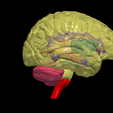 7.png.667ae202b7504410cf450f3b5565a30c.png 3D Model of Human Brain - Right Hemisphere