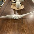 Pteranodon skeleton