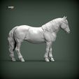 Percheron4.jpg Caballo percherón Modelo de impresión 3D